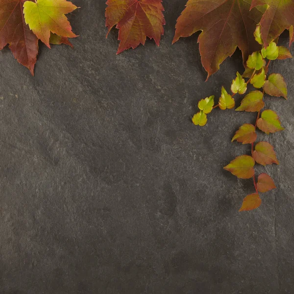 Barevné podzimní listí pozadí s břidlicovou deskou — Stock fotografie