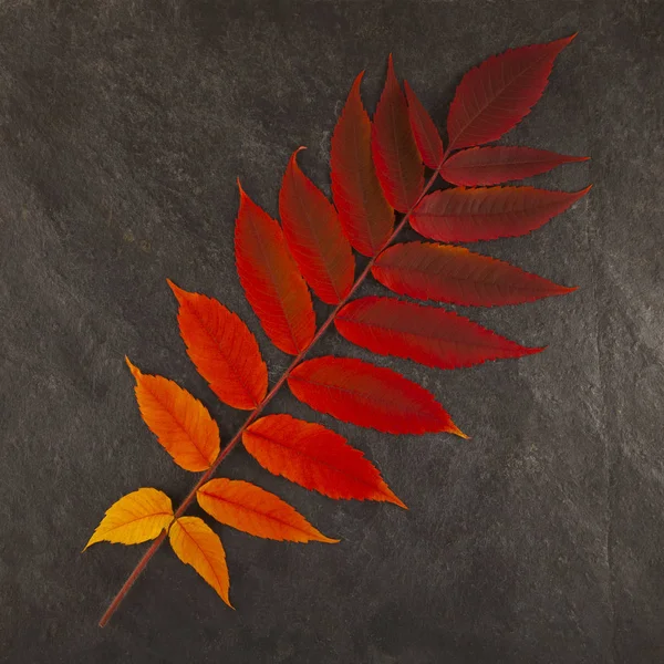 Hojas de otoño colorido fondo con placa de pizarra — Foto de Stock