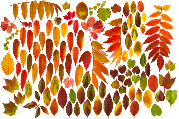 Барвисті осінні листя ізольовані — стокове фото