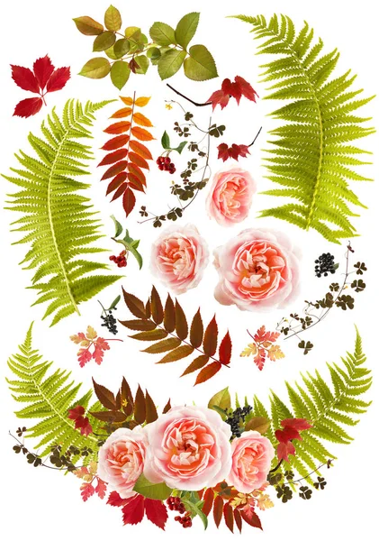 Rose flower bouquet clip art with single leaves — Stock Photo, Image