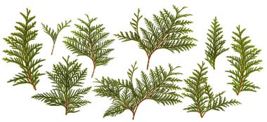 İzole üzerinde beyaz arka plan taze yeşil çam yaprakları