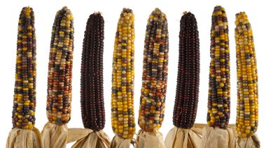 İzole renkli mısır koçanı kümesi 