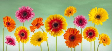 colorful gerbera flowers isolated clipart
