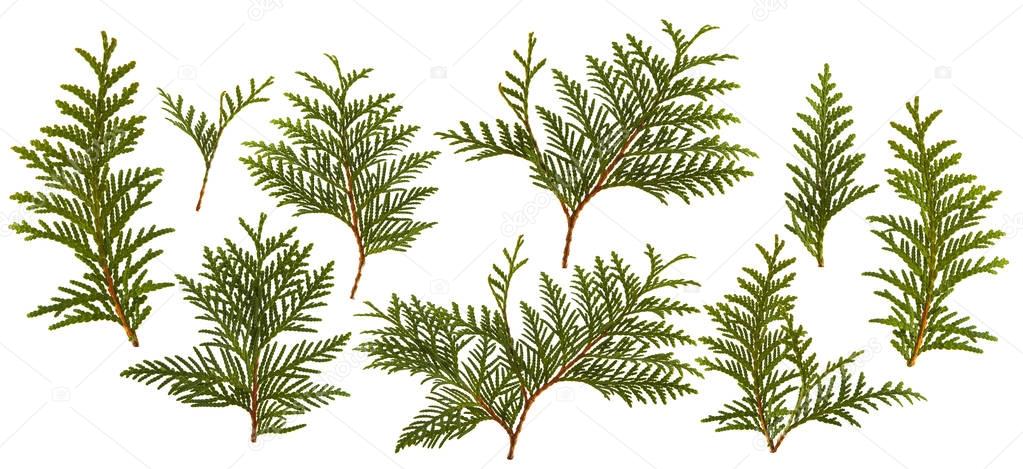 Fresh green pine leaves isolated on white background