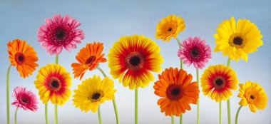 colorful gerbera flowers isolated clipart