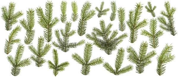 Set of fresh green pine branches isolated — Stock Photo, Image