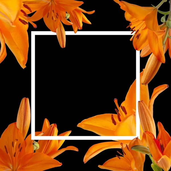 Красивий помаранчевий фон лілії — стокове фото