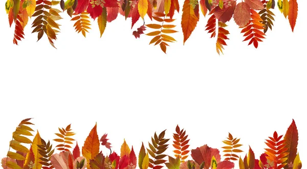 Colorful autumn leaves background — Stock Photo, Image