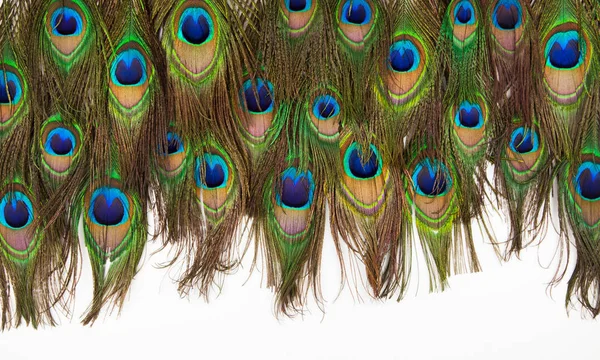 Colorful peacock feathers isolated — Stock Photo, Image