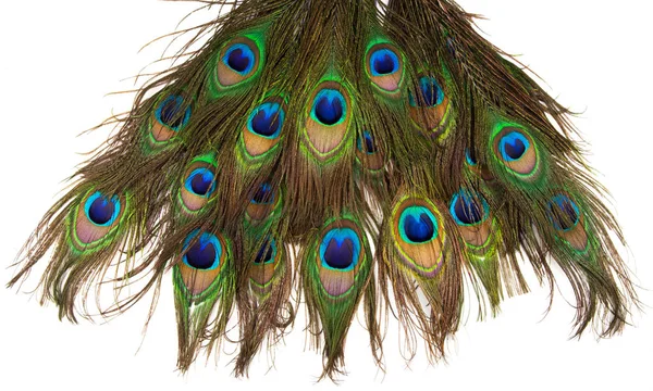 分離した色鮮やかな孔雀の羽 — ストック写真