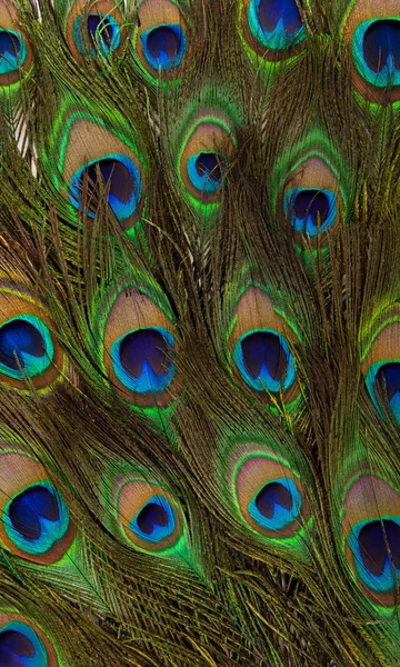 Colorful peacock feathers isolated — Stock Photo, Image