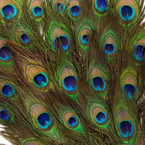 Colorful peacock feathers isolated — Stock Photo, Image