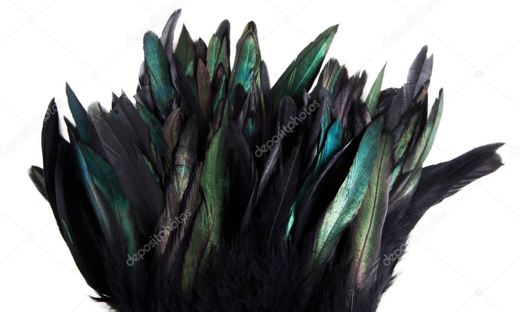 Green, blue and turquoise cock's feathers isolated