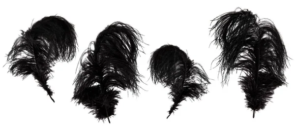 Set of beautiful, black marabou feathers isolated — Stock Photo, Image