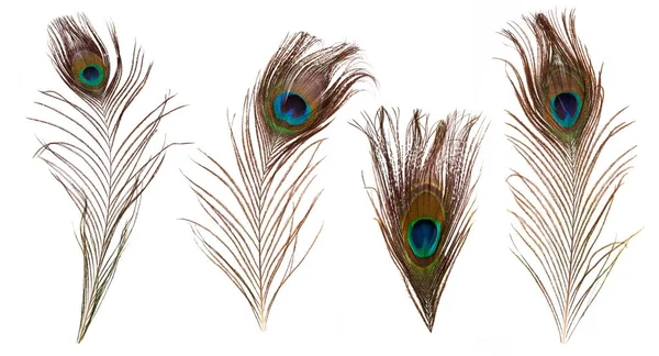 Set of beautiful and colorful peacock feathers isolated — Stock Photo, Image