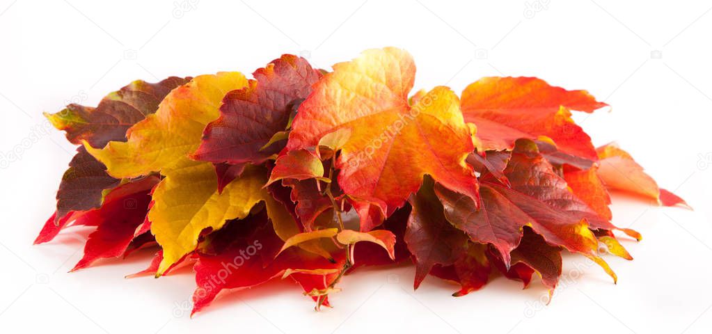 colorful autumn leaves isolated 