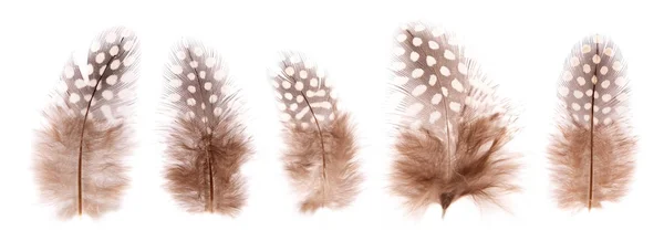 Set di belle penne fragili piccolo uccello isolato — Foto Stock