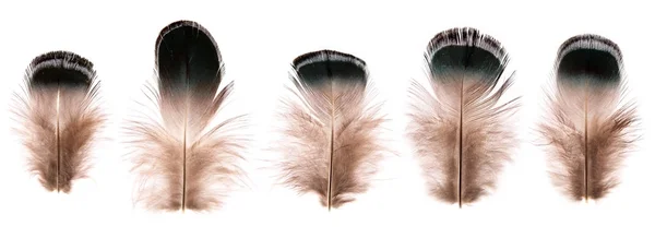 Set of beautiful fragile little bird feathers isolated — Stock Photo, Image