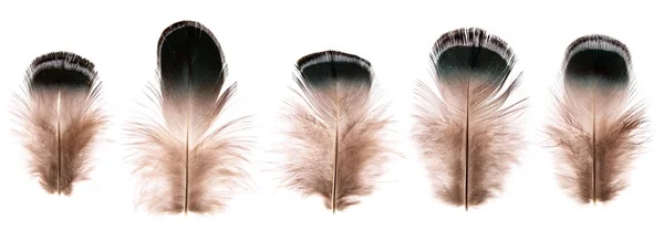 Conjunto de hermosas plumas de pájaro frágiles poco aislados —  Fotos de Stock