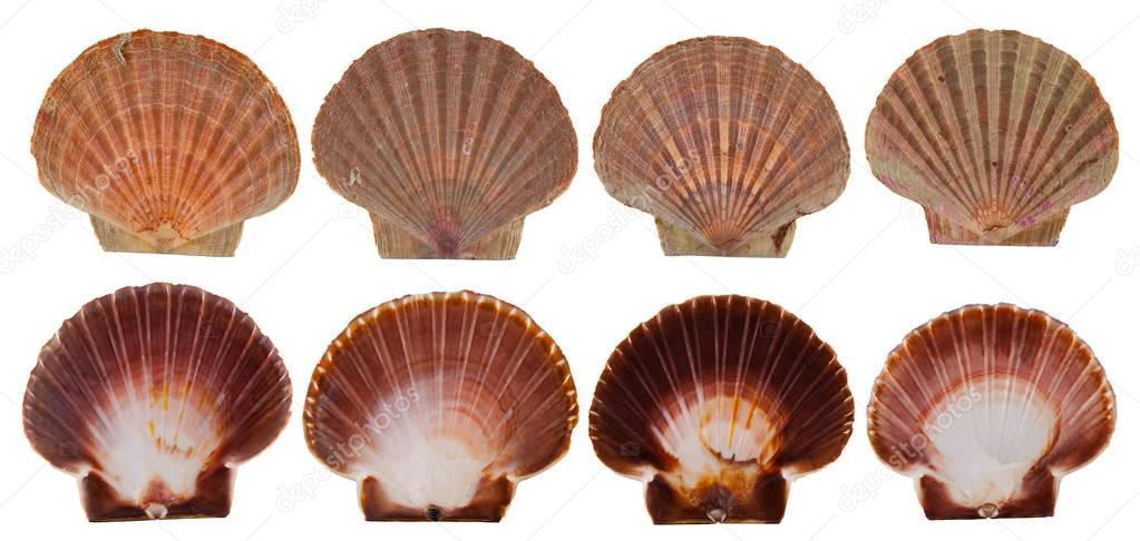 Set of red and pink scallop shells isolated