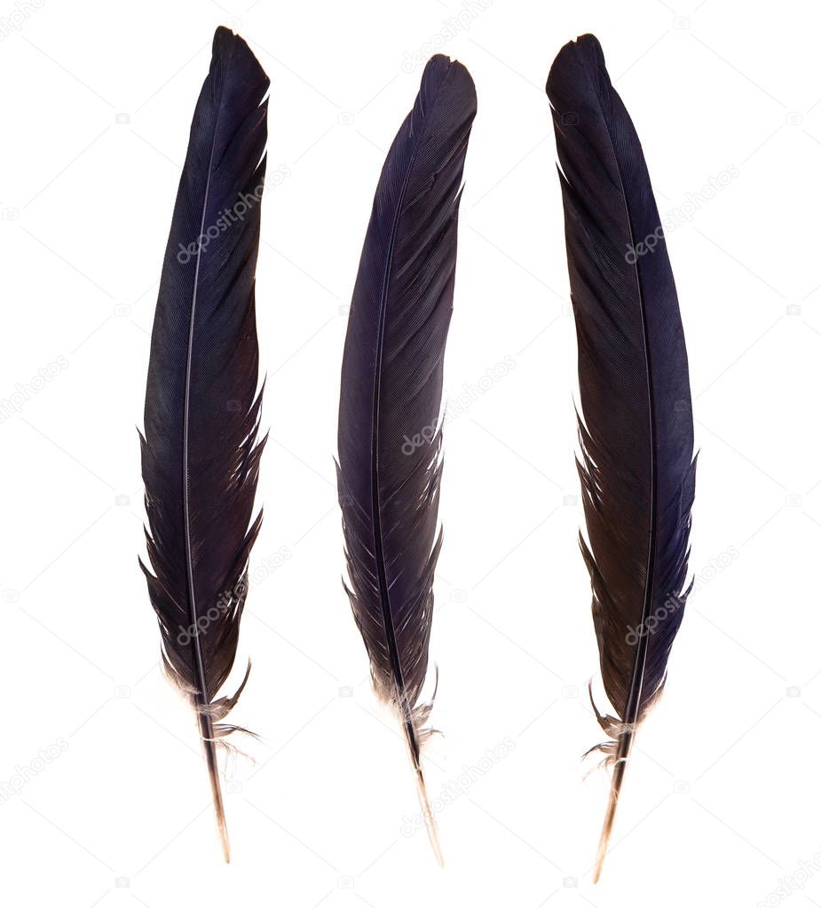 set of beautiful blue and black bird feathers isolated