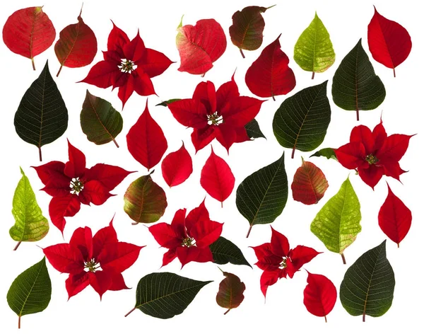 Weihnachtsstern blühen und Blätter isoliert auf weißem Hintergrund — Stockfoto