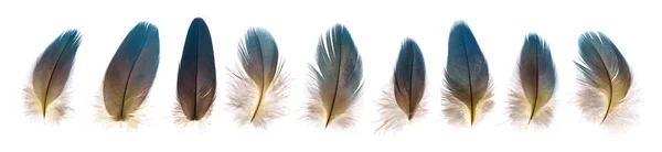 Conjunto de hermosas plumas de pájaro frágil loro aislado —  Fotos de Stock