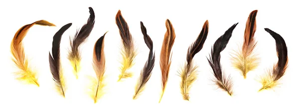 Plumes de coq jaune, marron et noir isolées — Photo