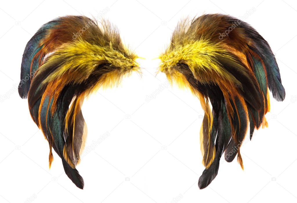 Yellow, brown and black cock's feathers isolated