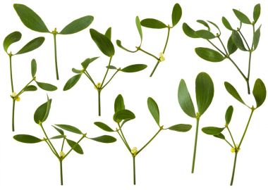 Ökse otu dalları meyveleri ile stüdyo fotoğrafı izole kapatmak