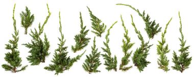 İzole üzerinde beyaz arka plan taze yeşil çam yaprakları