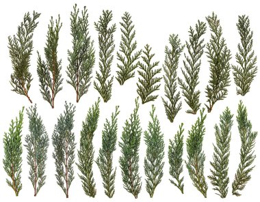 İzole üzerinde beyaz arka plan taze yeşil çam yaprakları