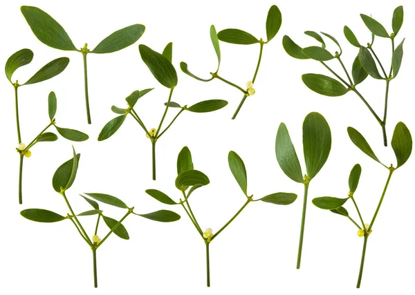 Ökse otu dalları meyveleri ile stüdyo fotoğrafı izole kapatmak