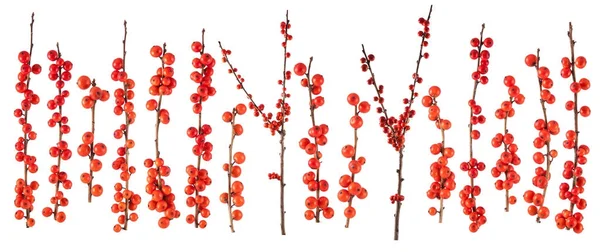 Vánoční větev s červenými třešněmi, samostatný — Stock fotografie