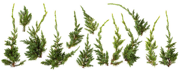 Свежие зеленые листья сосны изолированы на белом фоне
