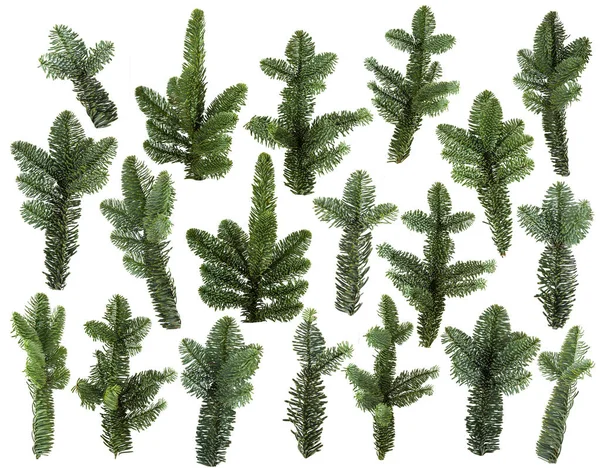 Sada čerstvé zelené borové větve, samostatný — Stock fotografie