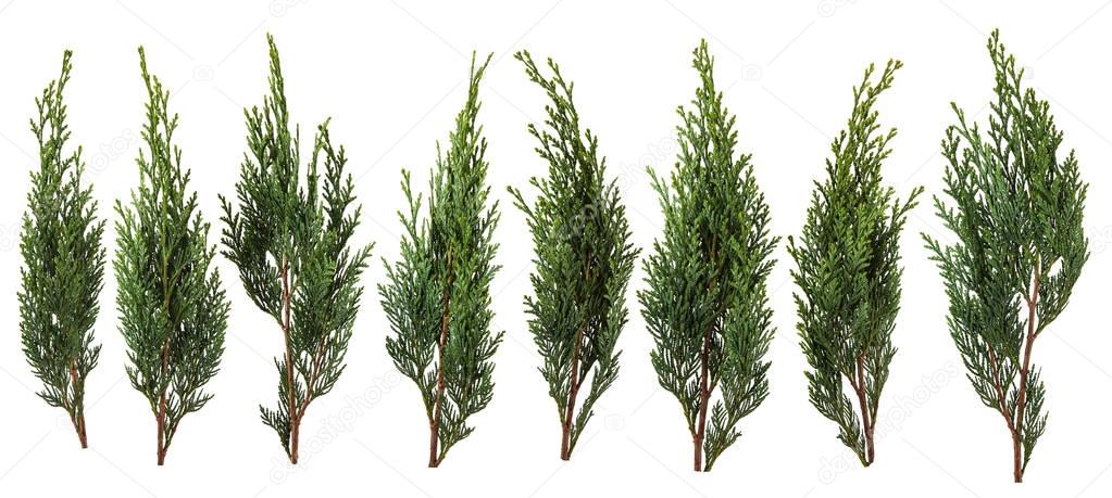 Fresh green pine leaves isolated on white background
