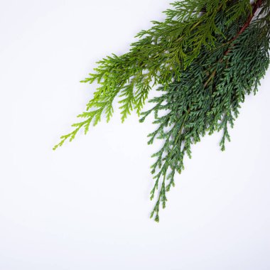 Senin metin için yer ile izole çam dalları Noel dekorasyon