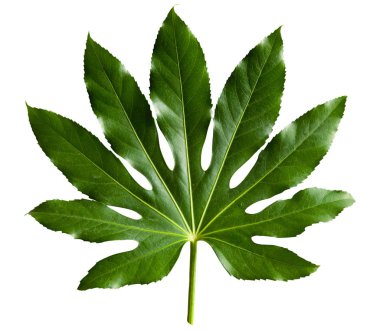 Beyaz arka plan üzerinde izole tropikal orman yaprak