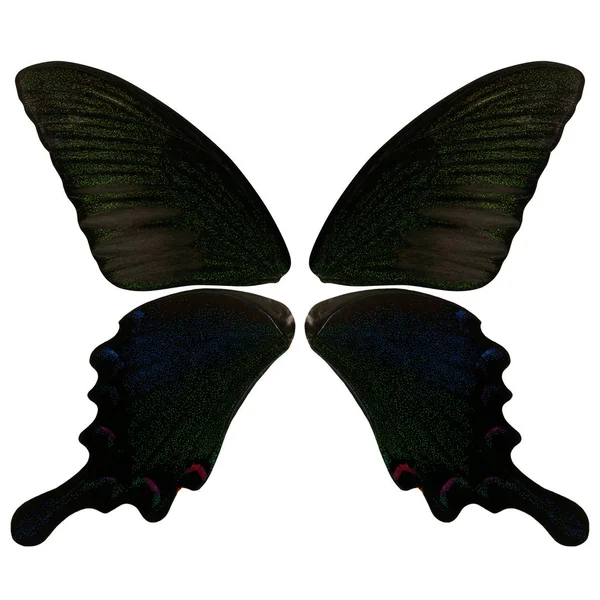 Belles Ailes Papillon Noir Avec Des Reflets Verts Bleus Sur — Photo