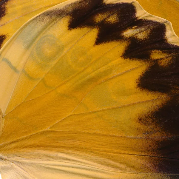 Krásný Motýl Křídla Oranžové Hnědé Zblízka Pozadí — Stock fotografie