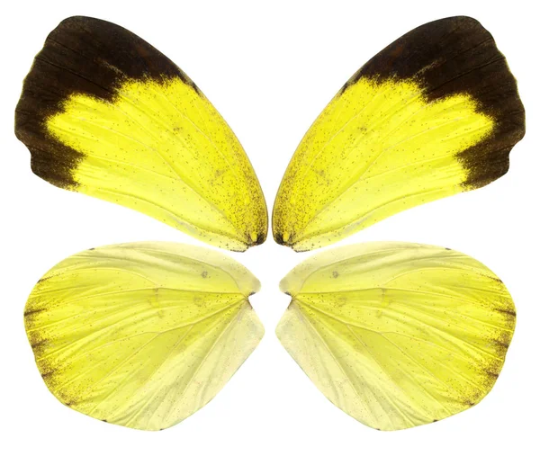 Güzel Kelebek Kanatları Sarı Kahverengi Siyah Arka Plan Üzerine Beyaz — Stok fotoğraf