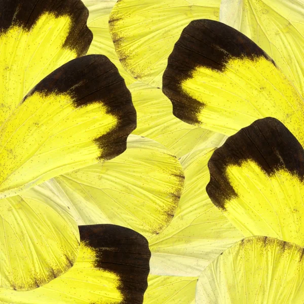 Belles Ailes Papillon Fond Jaune Brun Noir — Photo
