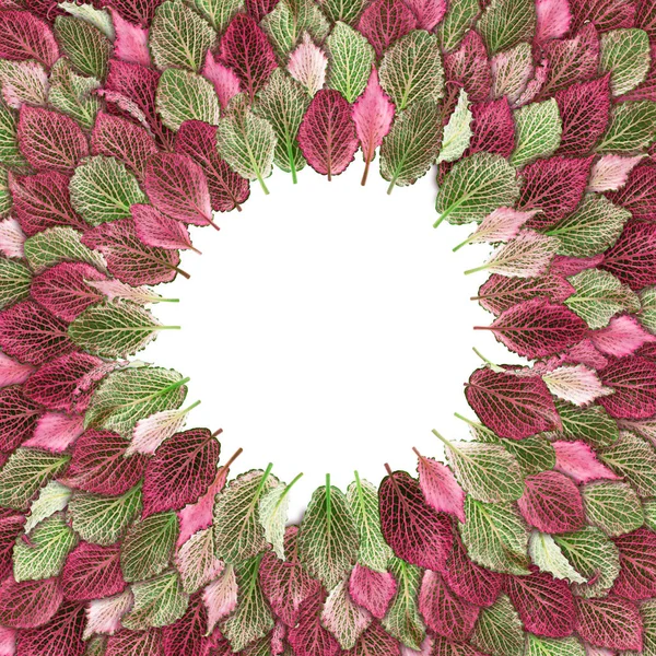 Exotic Leaves Green Pink Decorated Circle Can Used Background — Stock Photo, Image