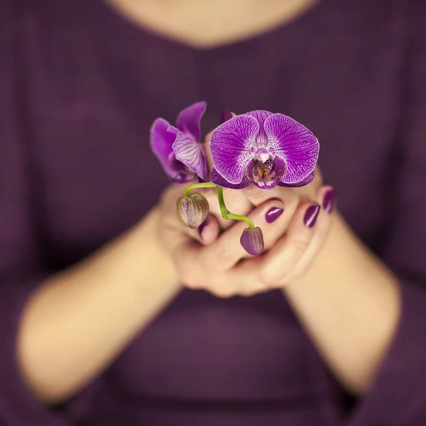 Ženy Violett Šaty Ruce Držící Některé Květy Orchidejí Smyslné Studio — Stock fotografie