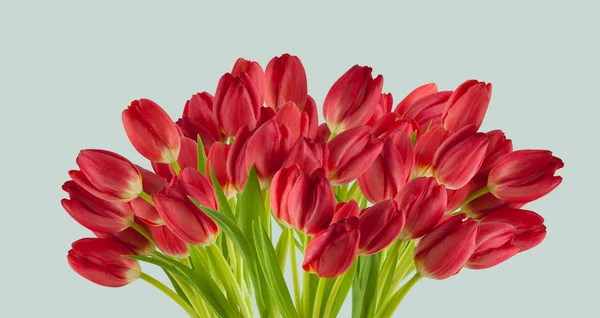 Belles Tulipes Rouges Fraîches Dans Une Rangée Isolée Sur Bleu — Photo