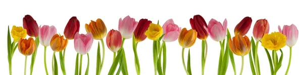 Mooie Verse Tulpen Een Rij Wit Wordt Geïsoleerd Kunnen Worden — Stockfoto