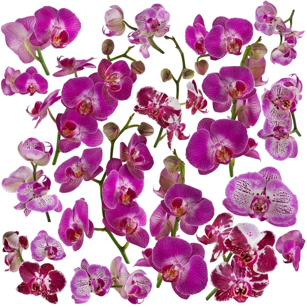 Sada Izolované Krásné Růžové Fialové Orchideje Bílém Pozadí Lze Použít — Stock fotografie