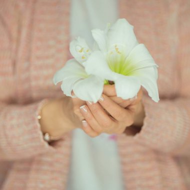 Amaryllis çiçek onun elinde tutan kadın eller hafif pembe pastel renkler romantik arka plan olarak kullanılabilir