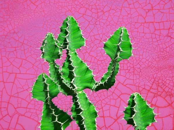 Design Minimal Coloré Avec Des Cactus Cactus Peut Être Utilisé — Photo